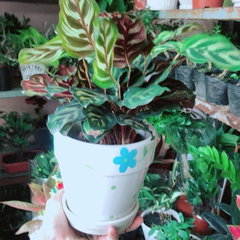 Chậu Cây Đuôi Công