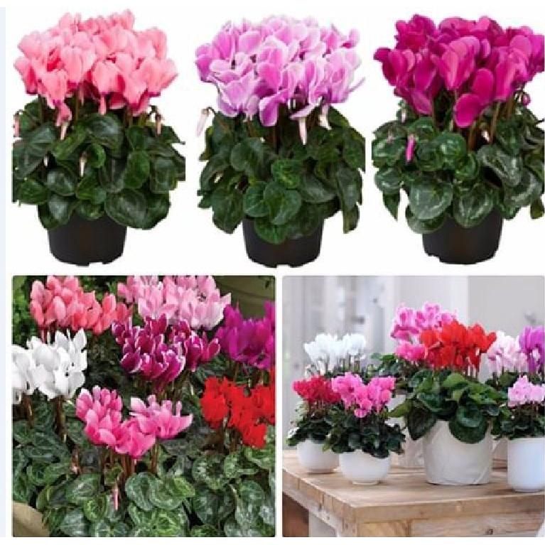 Hạt Giống Hoa Anh Thảo F1 Nhiều Màu CT386 - Gói 5 hạt