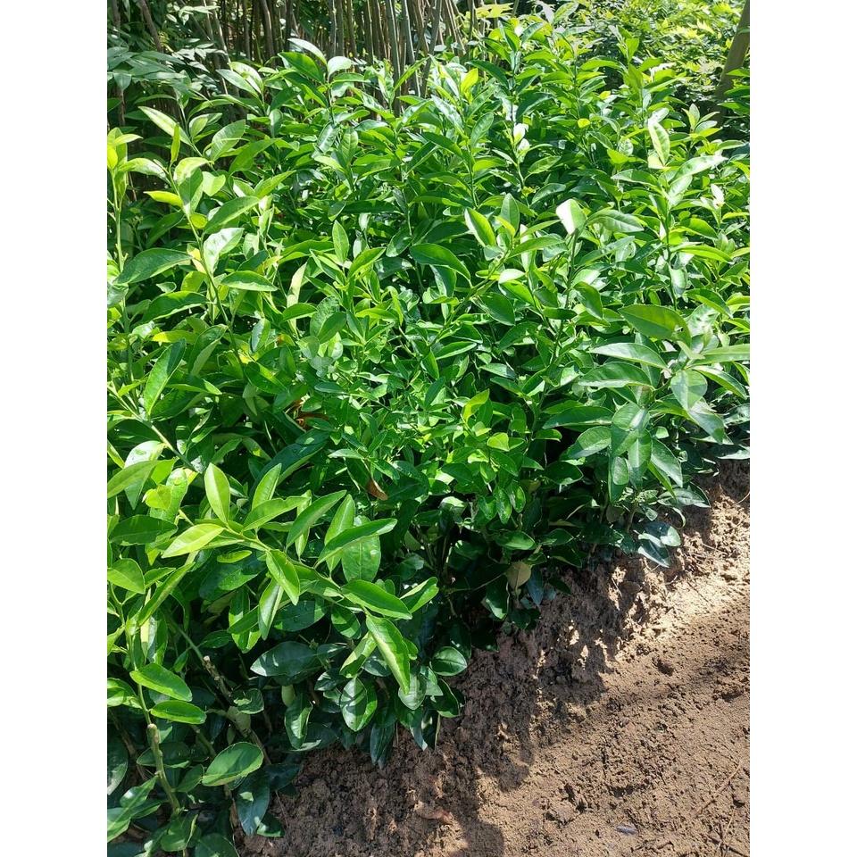 Cây giống chanh đào chất lượng cao, sạch bệnh, chuẩn giống, cây lùn siêu trái dễ trồng