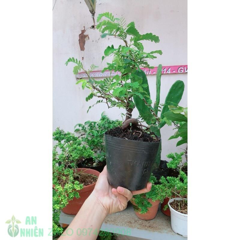Cây Me Bonsai