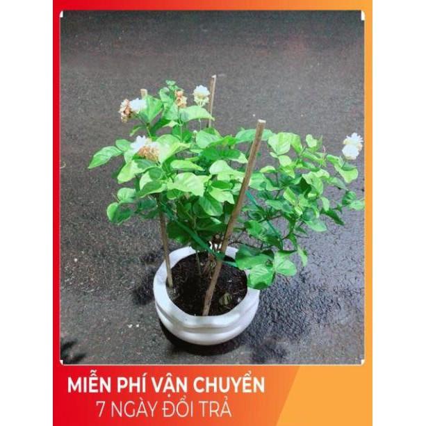 Chậu Hoa Nhài Thơm
