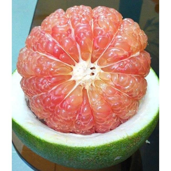 Cây giống bưởi da xanh ruột hồng
