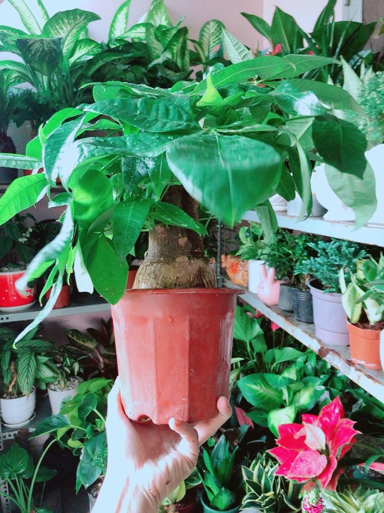 Kim Ngân 1 Thân Lớn