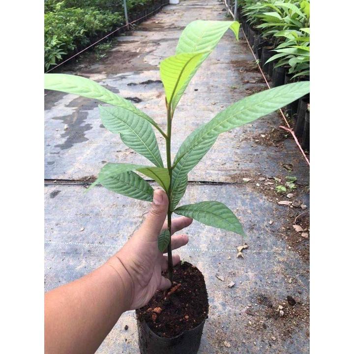 Cây giống hồng xiêm ruột đỏ