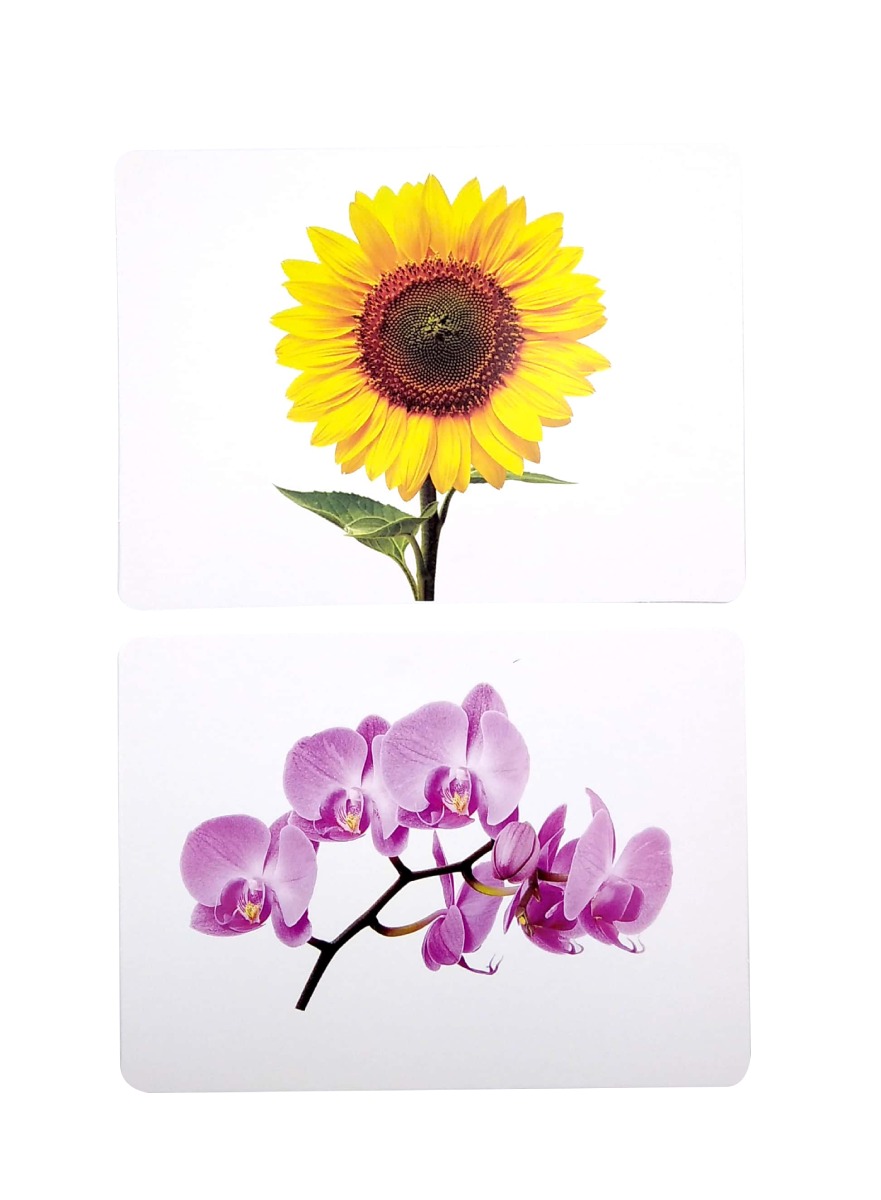 Flashcard Thế Giới Quanh Em: Các Loài Hoa - Flowers