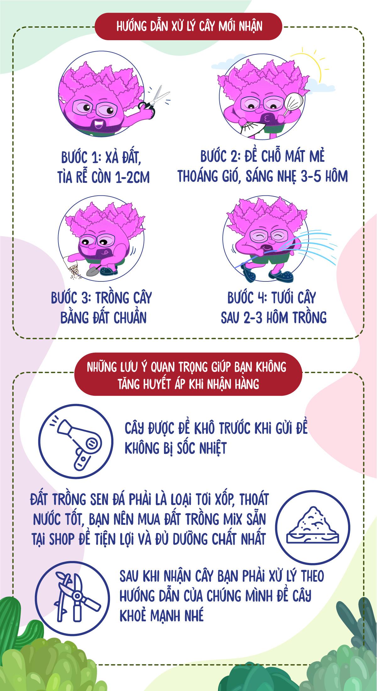SEN ĐÁ HOA HỒNG ĐỎ SIZE MINI LỖI 1 ĐỔI 1