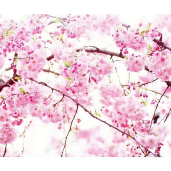 Cây giống HOA ANH ĐÀO