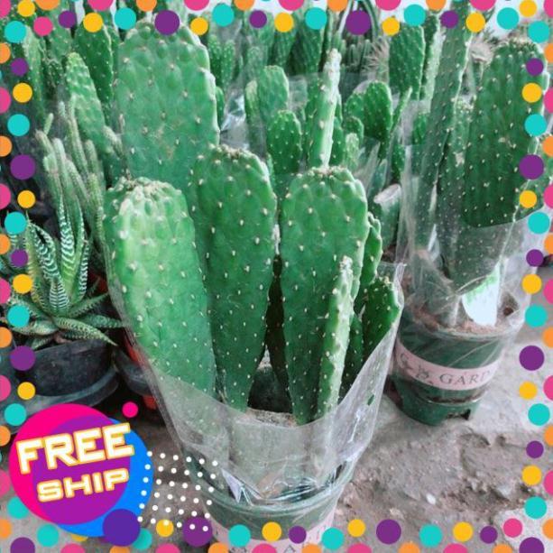 Chậu Xương Rồng Bụi