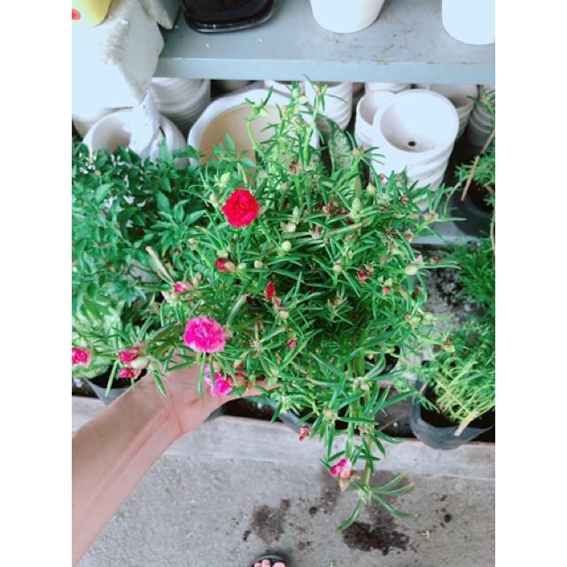 Chậu mười giờ giống khoẻ đẹp