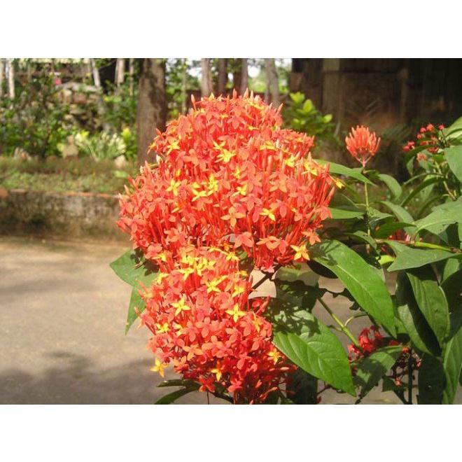 1 chậu cây giống Hoa Mẫu đơn rừng màu cà rốt