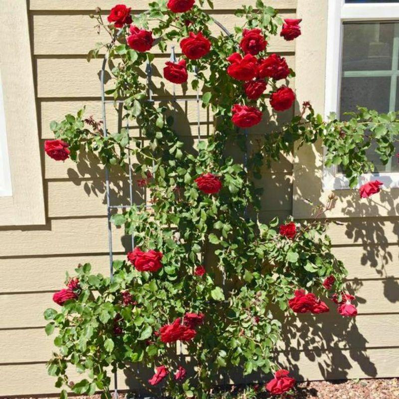 Hoa Hồng Hải Phòng