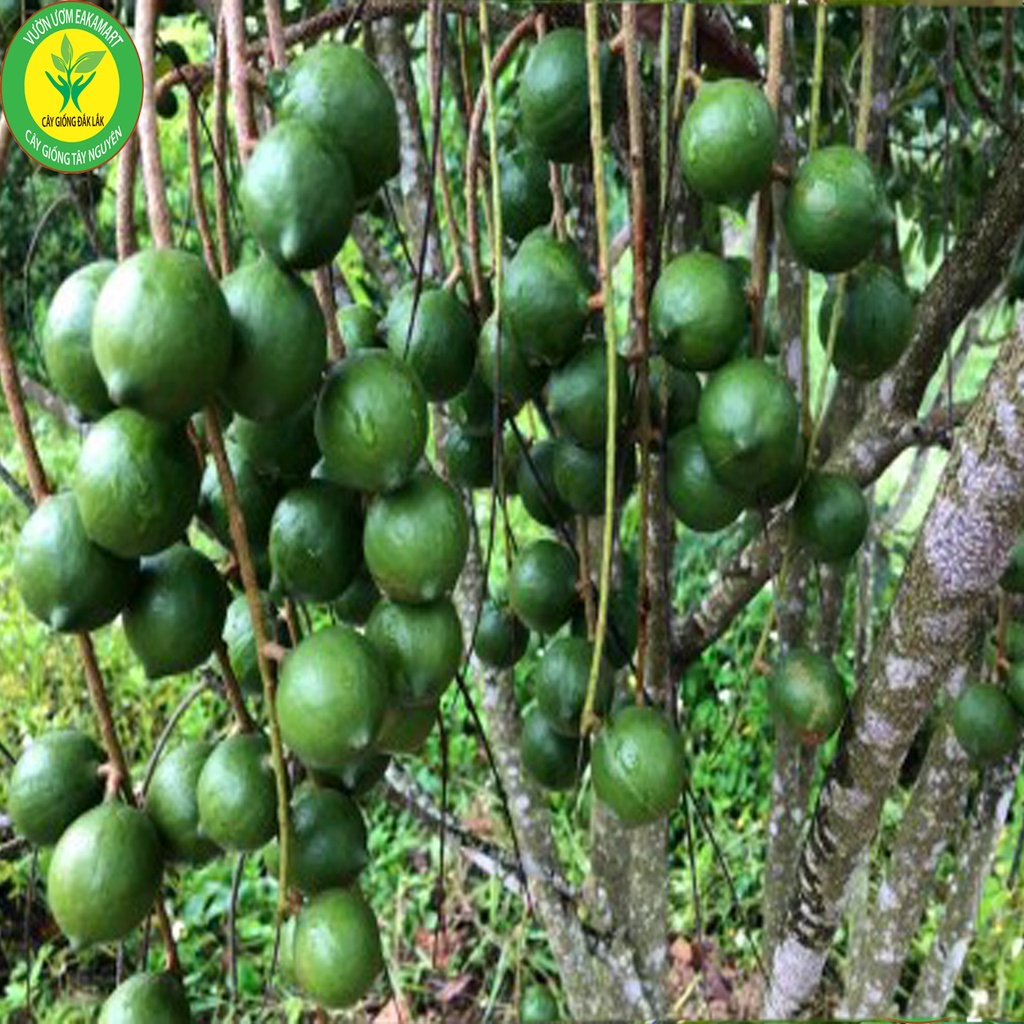 Cây giống macca ghép