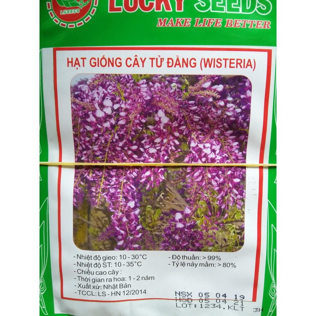 Hạt giống hoa tử đằng