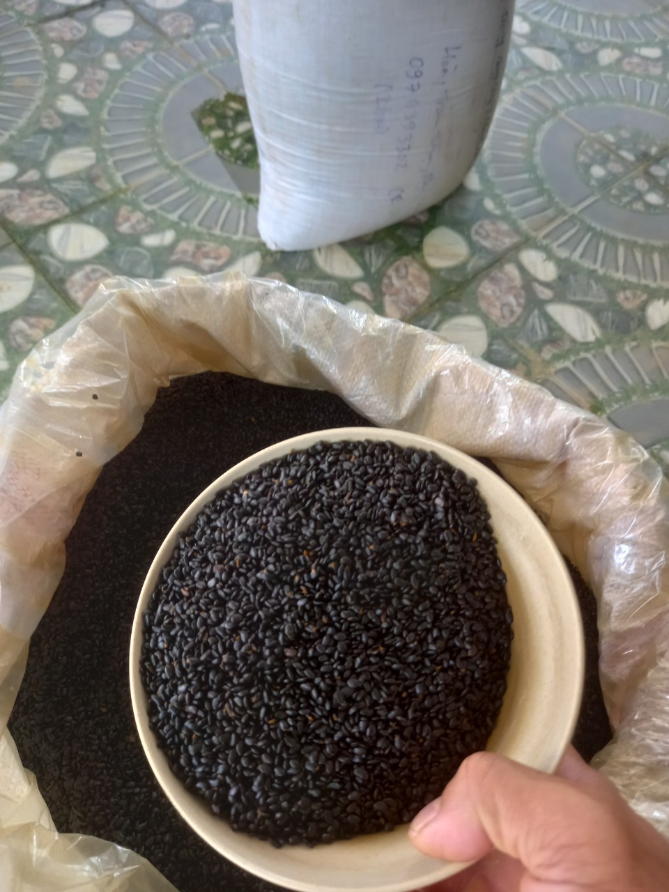 HẠT GIỐNG KEO TAI TƯỢNG TRỒNG RỪNG, CẢI TẠO ĐẤT - TÚI 1KG