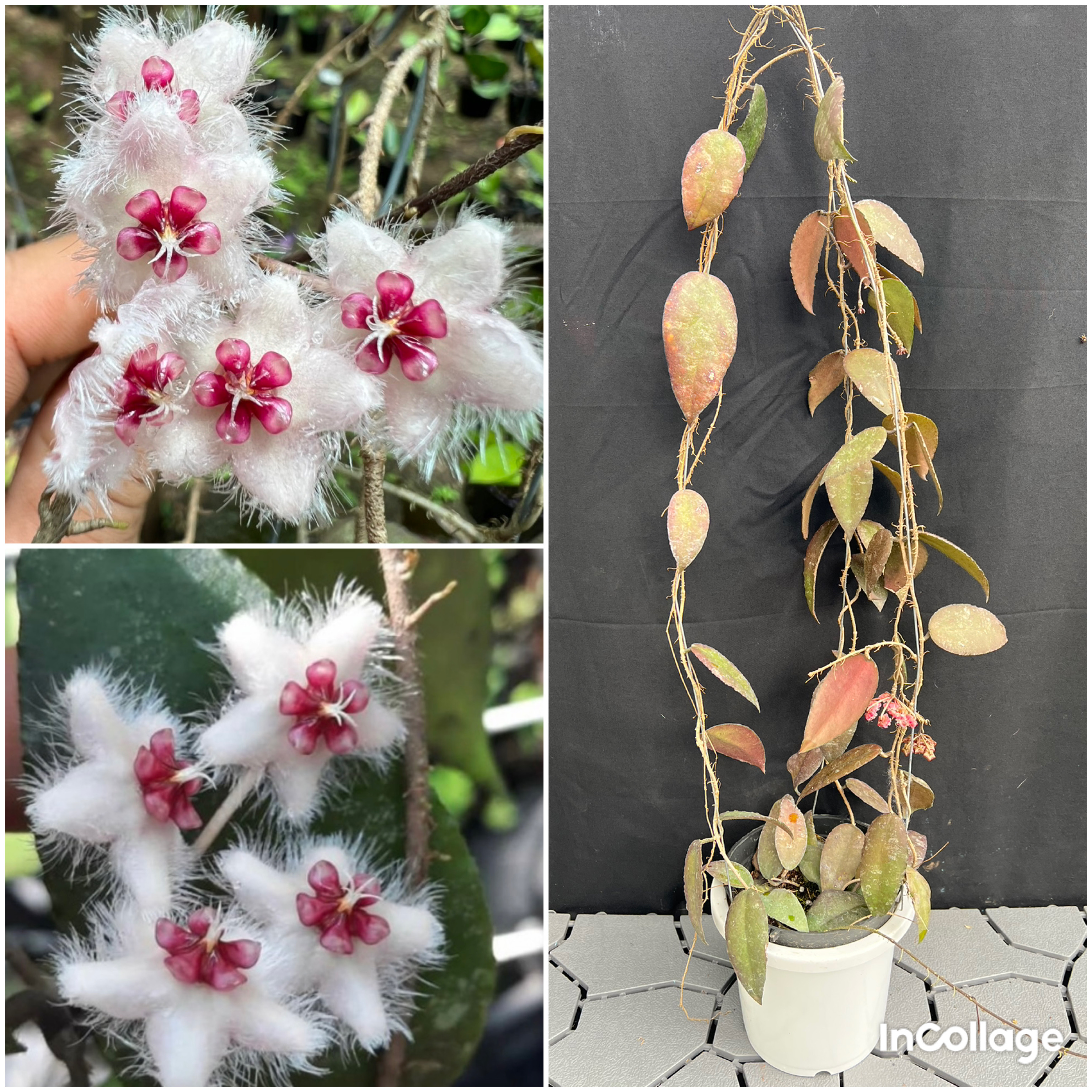 Chậu hoa Cẩm cù caudatasumatra thân leo kích thước như hình, hoa đẹp và ra hoa quanh năm, lá đổi màu khi nhiều nắng