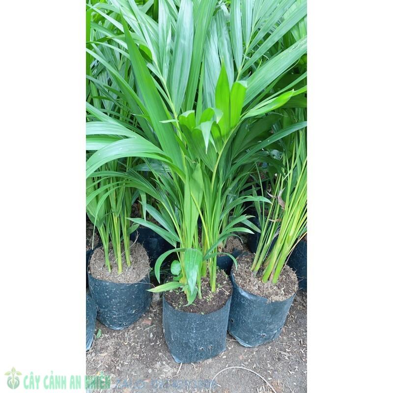 Cây Cau Vàng Cao 60-70cm