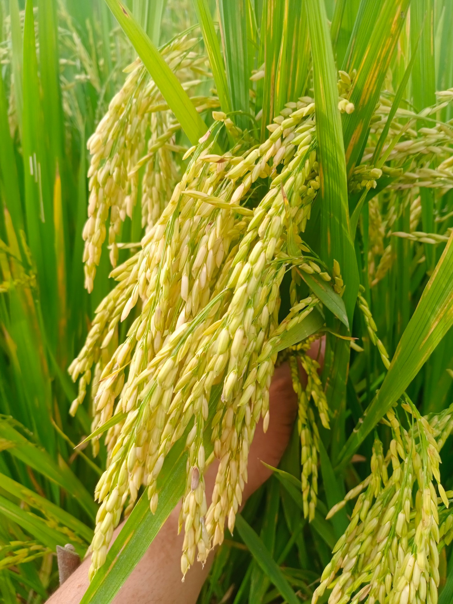 PHÂN BÓN LÁ SITTO FULVIX gói 100g RA RỄ CỰC MẠNH