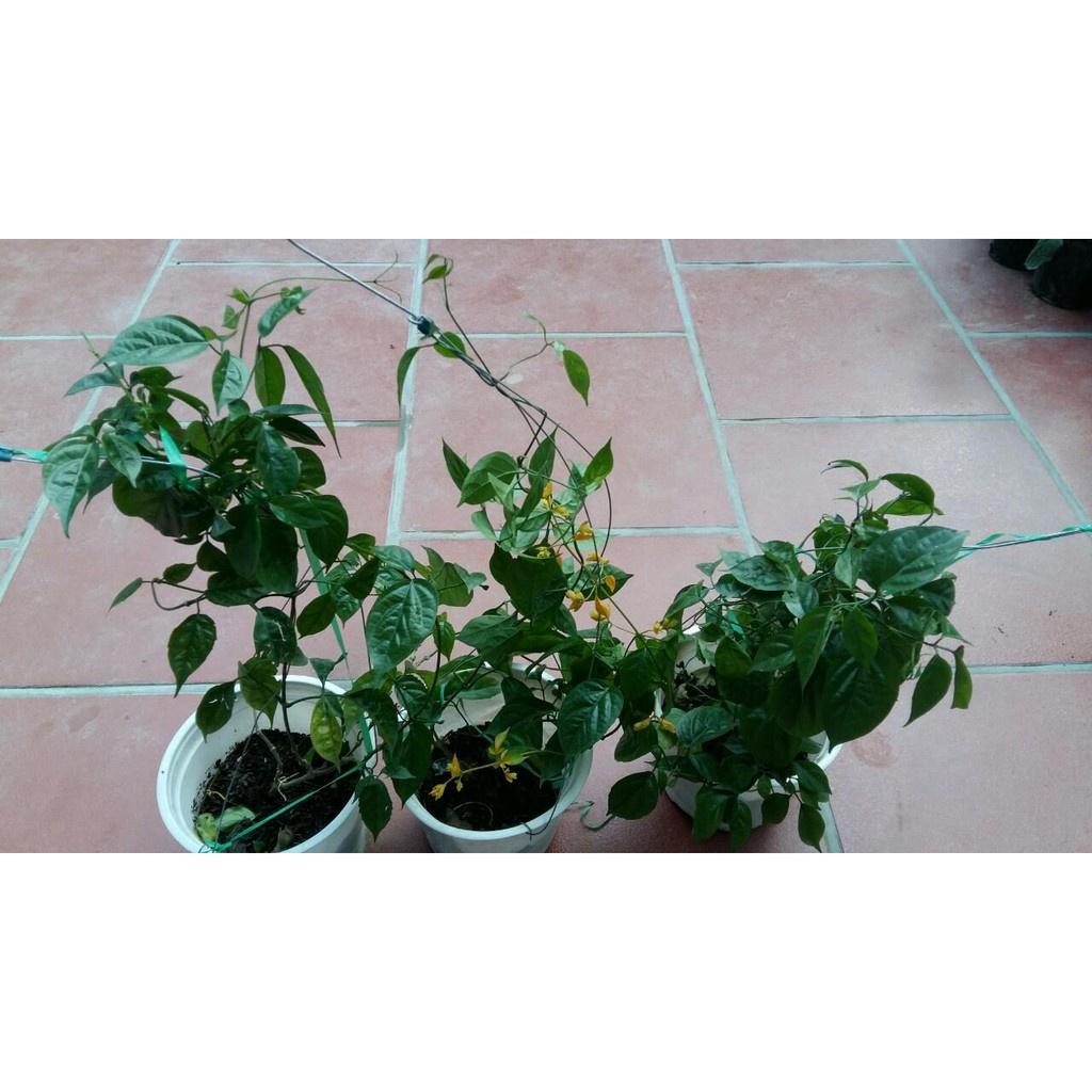 Hoa lan hoàng dương hoa leo rủ làm đẹp cho ngôi nhà bạn, GỬI ĐI NGUYÊN CHẬU - HLLHDCGNC