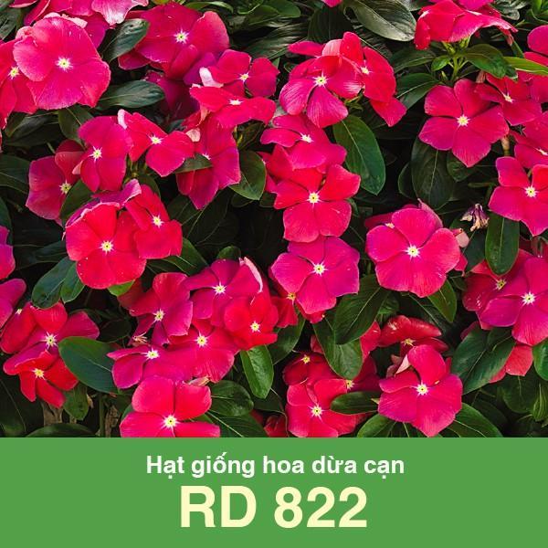 Hạt giống Hoa Dừa Cạn Hồng RD 822 (0.03gr) - RẠNG ĐÔNG - Cây có nhiều hoa, màu hồng rực rỡ rất đẹp, cánh hoa mỏng, mượt