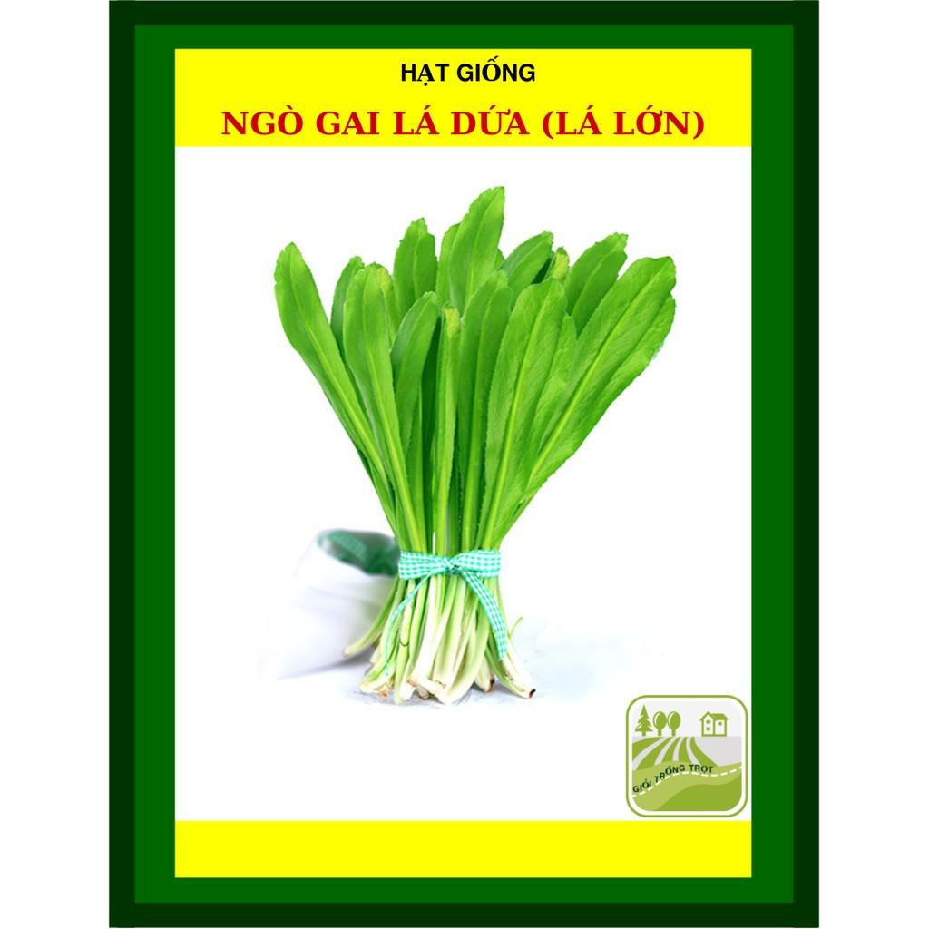 20 gram - Hạt Giống Ngò Gai Lá Lớn