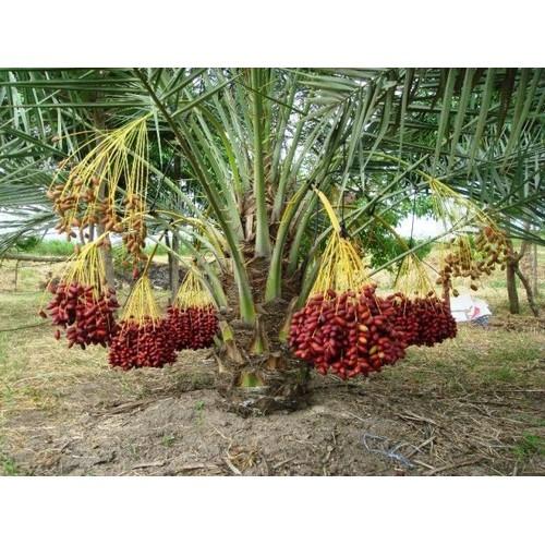 CÂY GIỐNG CHÀ LÀ ĂN QUẢ KHENAIZY-QUẢ ĐỎ TO, GIỐNG NHẬP KHẨU TRUNG ĐÔNG- CAM KÊT GIỐNG CHUẨN F1 - CGCLAQMDKHN
