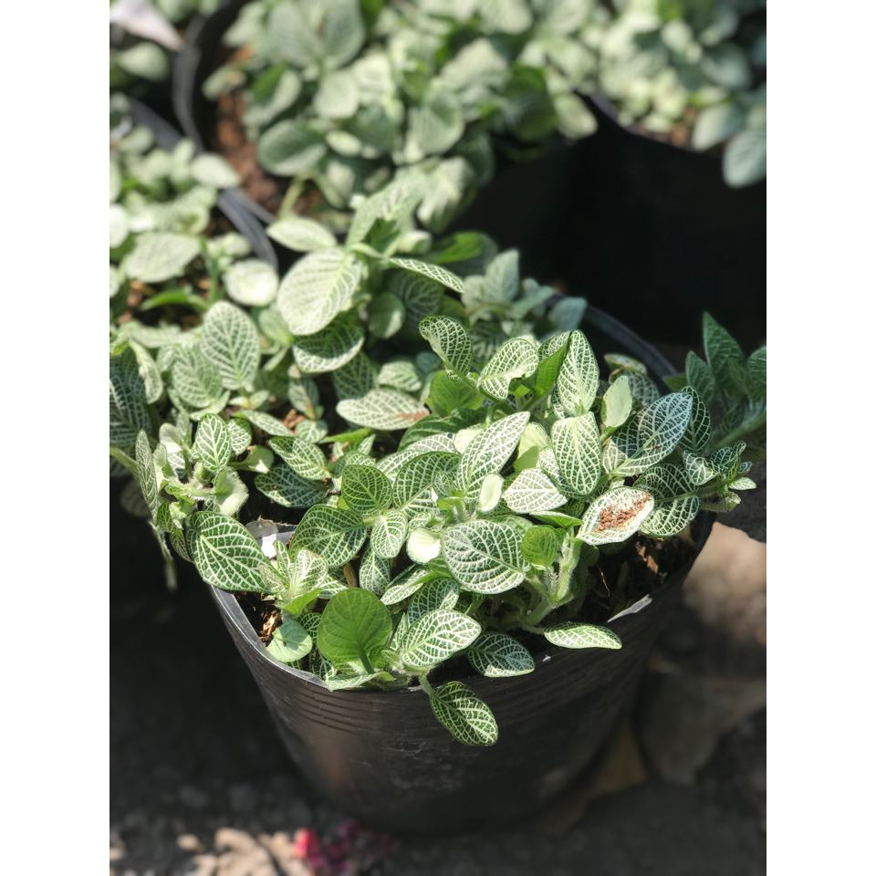 Cây cẩm nhung xanh vườn xanh 24h