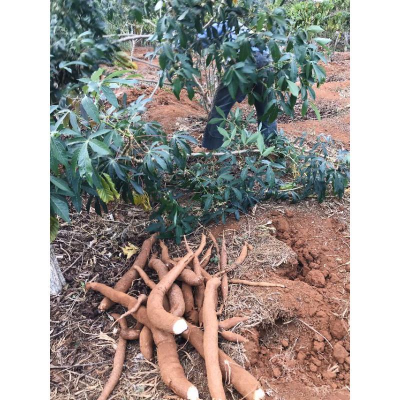 Cây giống khoai sắn ruột vàng khoai mì vàng giống