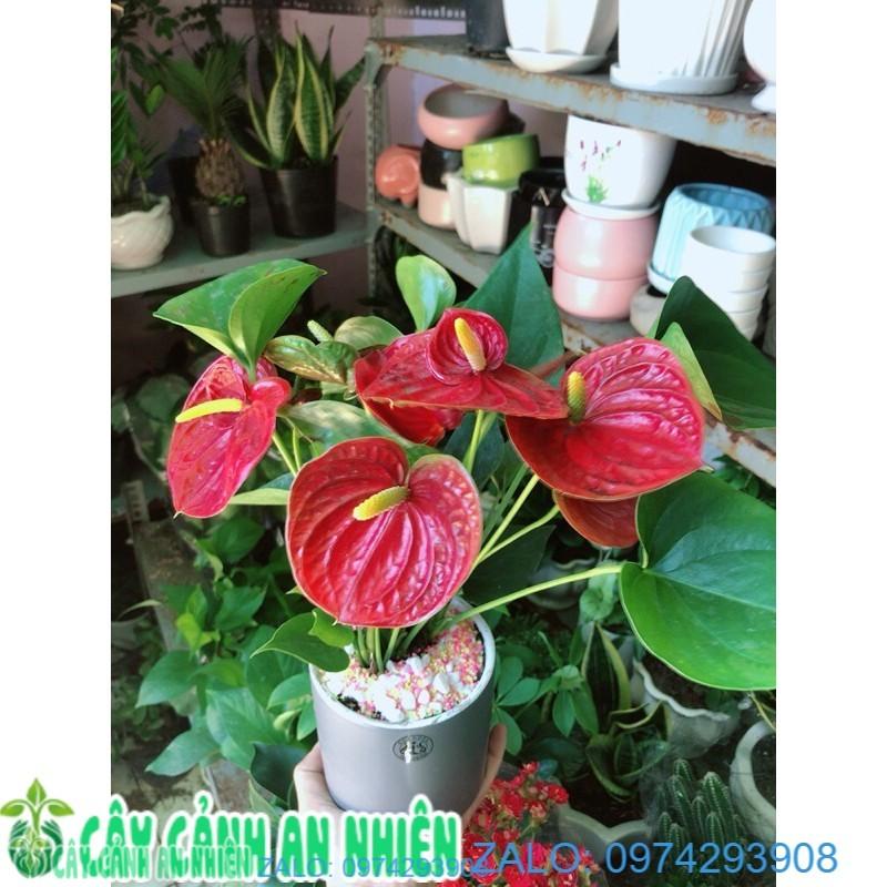 Chậu Cây Hồng Môn