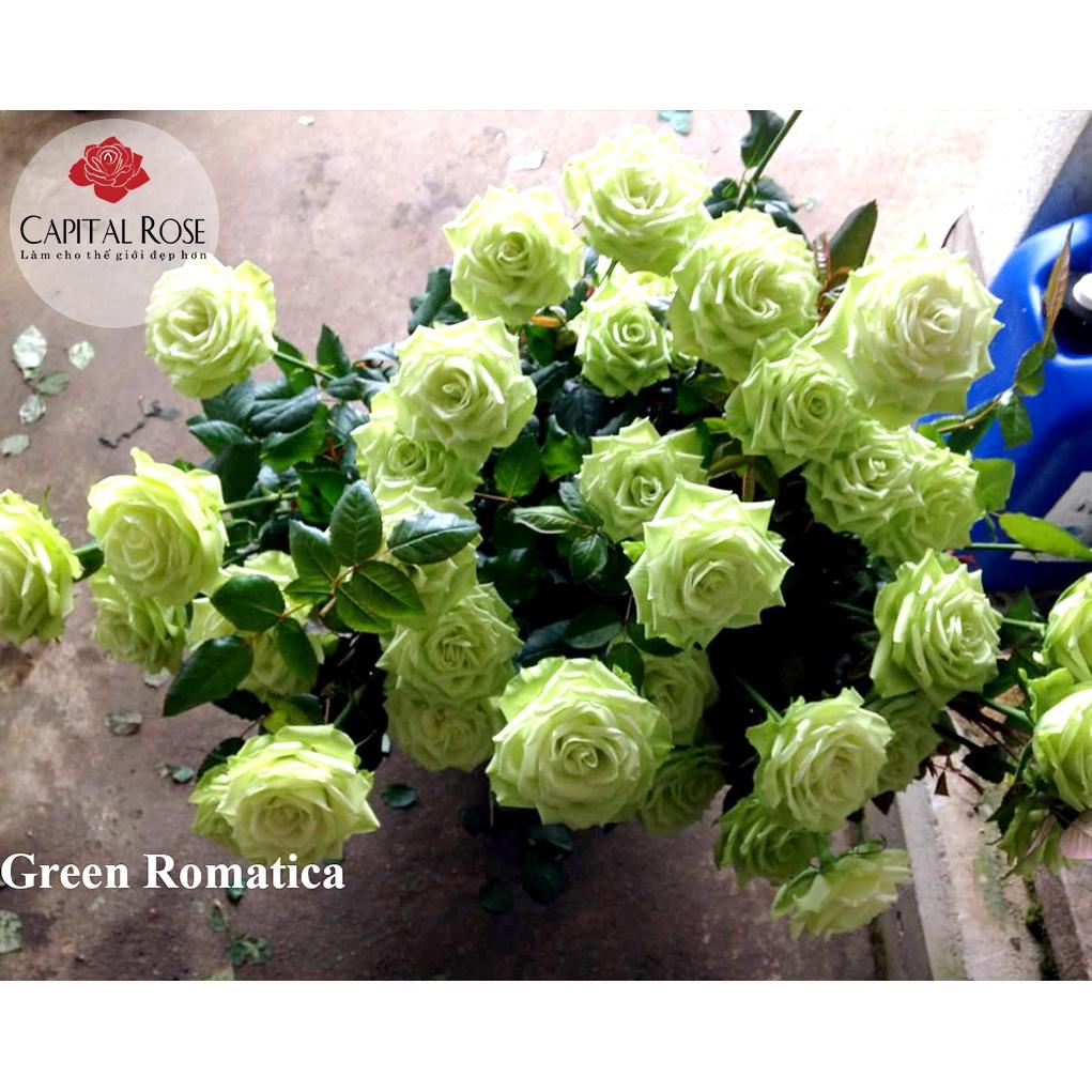 Cây hoa hồng ngoại Green Romantica (bụi bông to xanh bơ cực đẹp