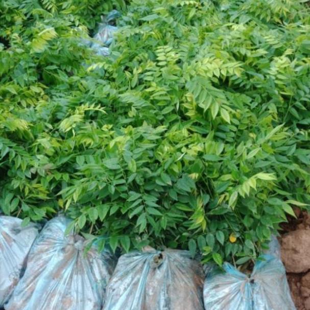 Cây giống sưa đỏ