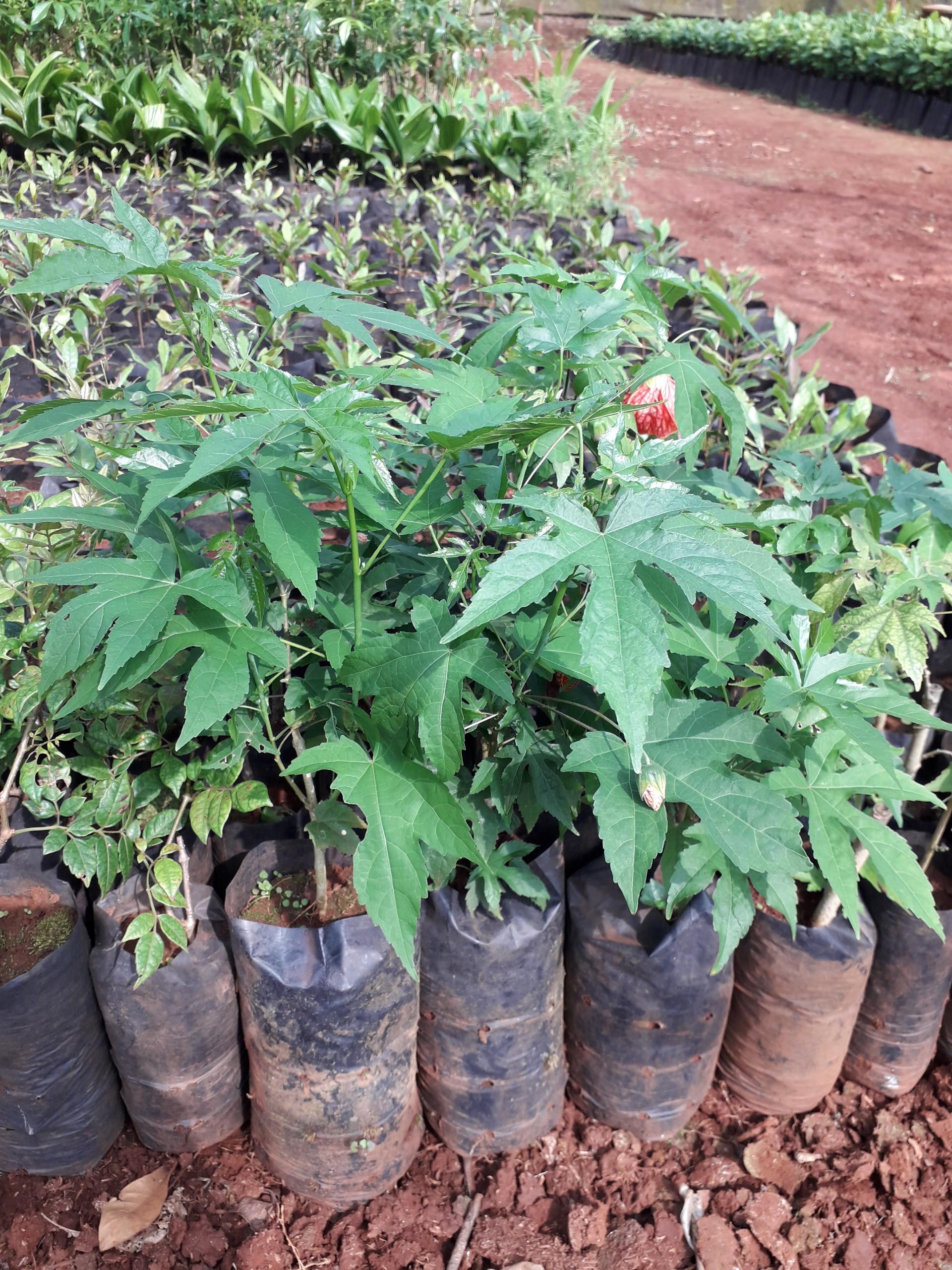 CÂY GIỐNG HOA LỒNG ĐÈN.