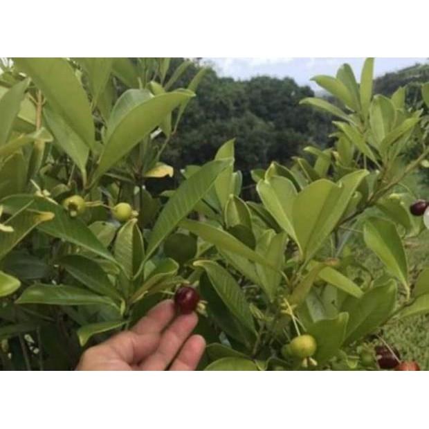 Sản phẩm CÂY GIỐNG CHERRY BRAZIL