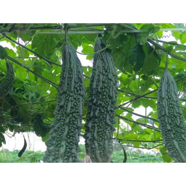 Hạt giống khổ qua gai xanh KNS01 F1 - Gói 5 hạt