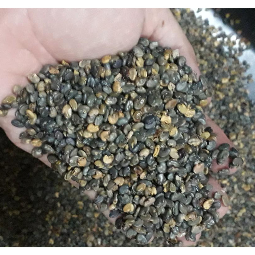 Hạt Giống Cỏ Lục Lạc Sợi - 200g - Hạt Giống Cỏ Chăn Nuôi - Giống chuẩn cực dễ trồng