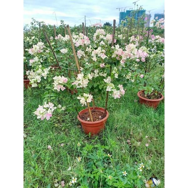 HOA GIẤY PHỚT HỒNG, CÂY ĐANG HOA RẤT ĐẸP