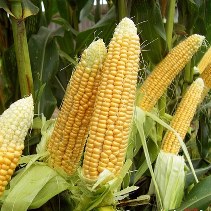 Hạt giống Bắp ngọt gói 100gram