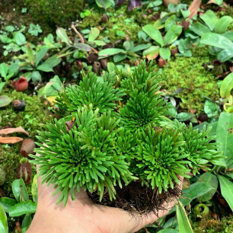 CHUẨN - 05 Cây Trường Sinh Thảo Làm Tiêur Cảnh