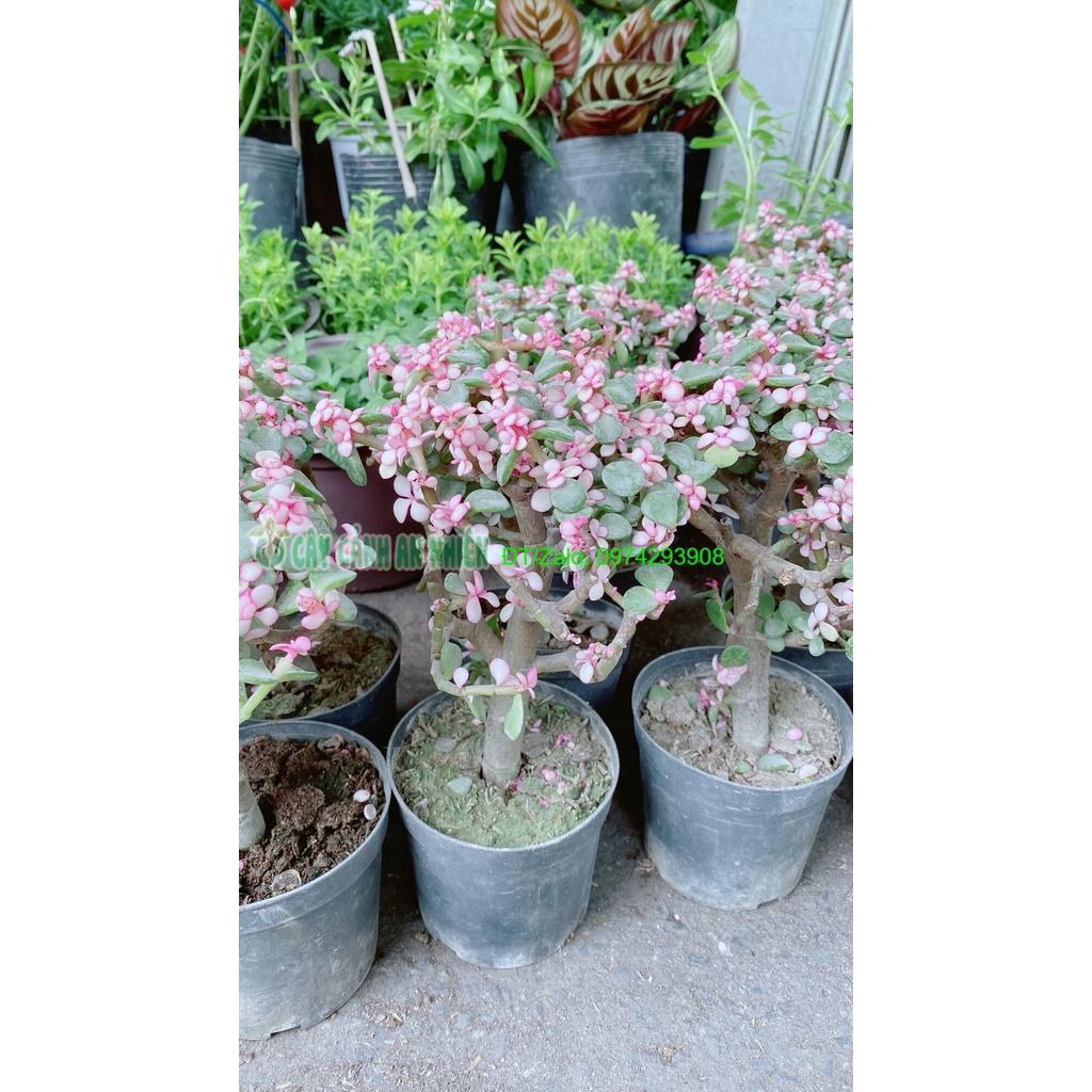 Cành Vàng Lá Ngọc