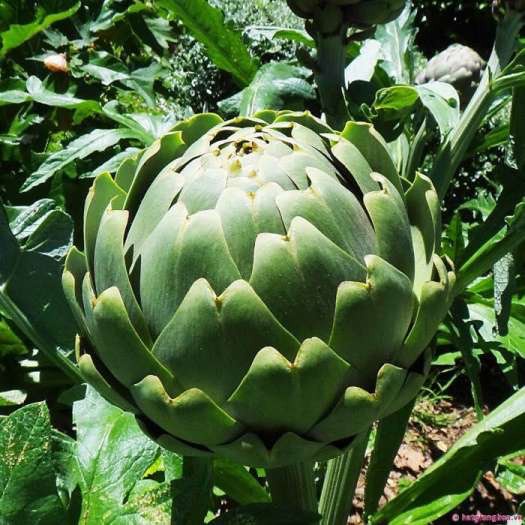 Hạt Giống Atiso Xanh F1 - Cây Atiso Xanh - Gói 5 Hạt