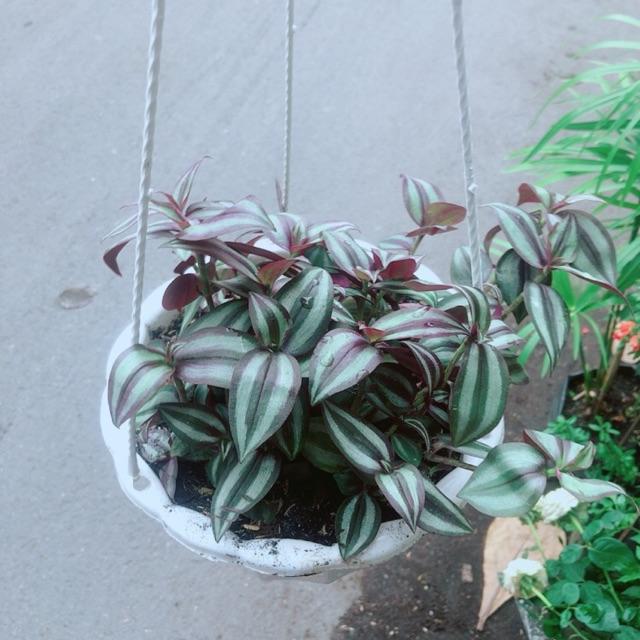 Chậu Cây Thằn Lằn