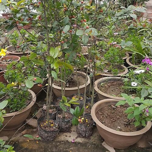 CÂY MAI TỨ QUÝ - HOA CỰC ĐẸP - BẦU NHỠ, GỬI ĐI NGUYÊN BẦU