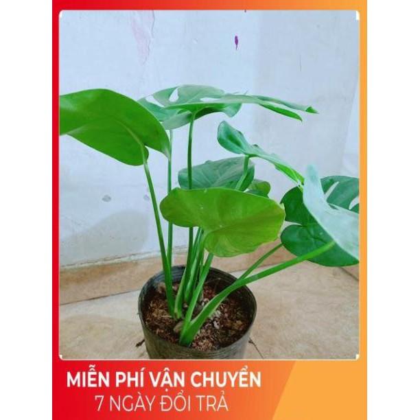 Cây Môn Lá Rách ( Phật Bà Lá Rách)