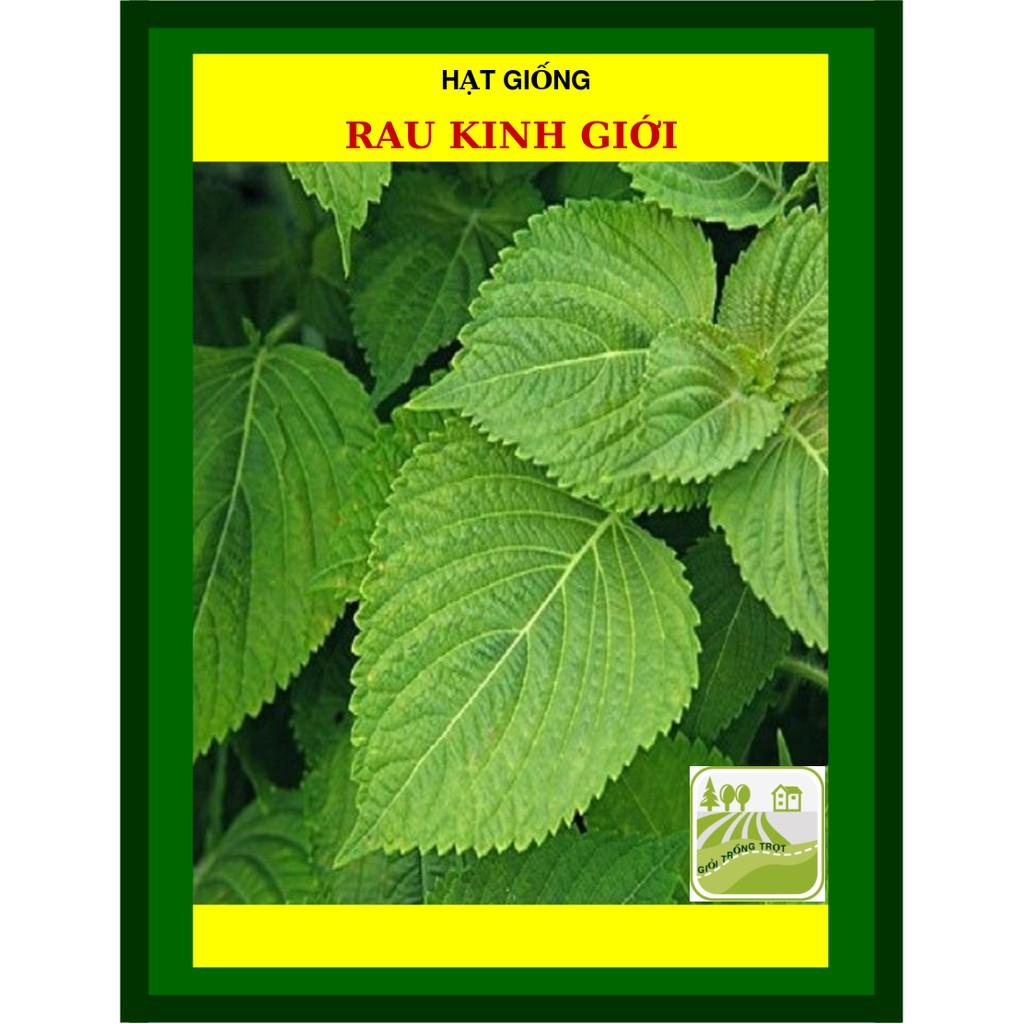 1 Gram- Hạt Giống Rau Kinh Giới