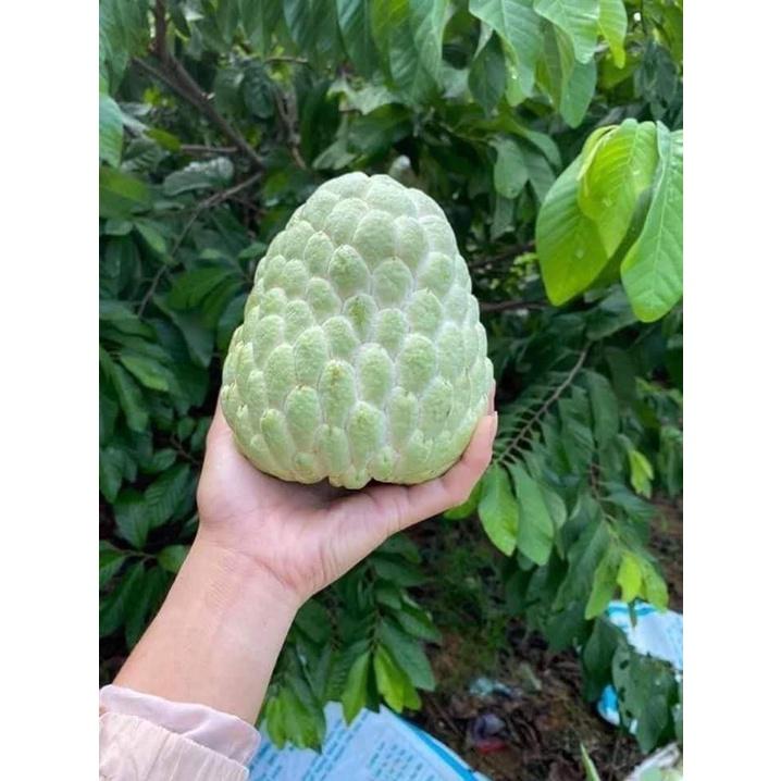 CÂY GIỐNG NA DỨA .