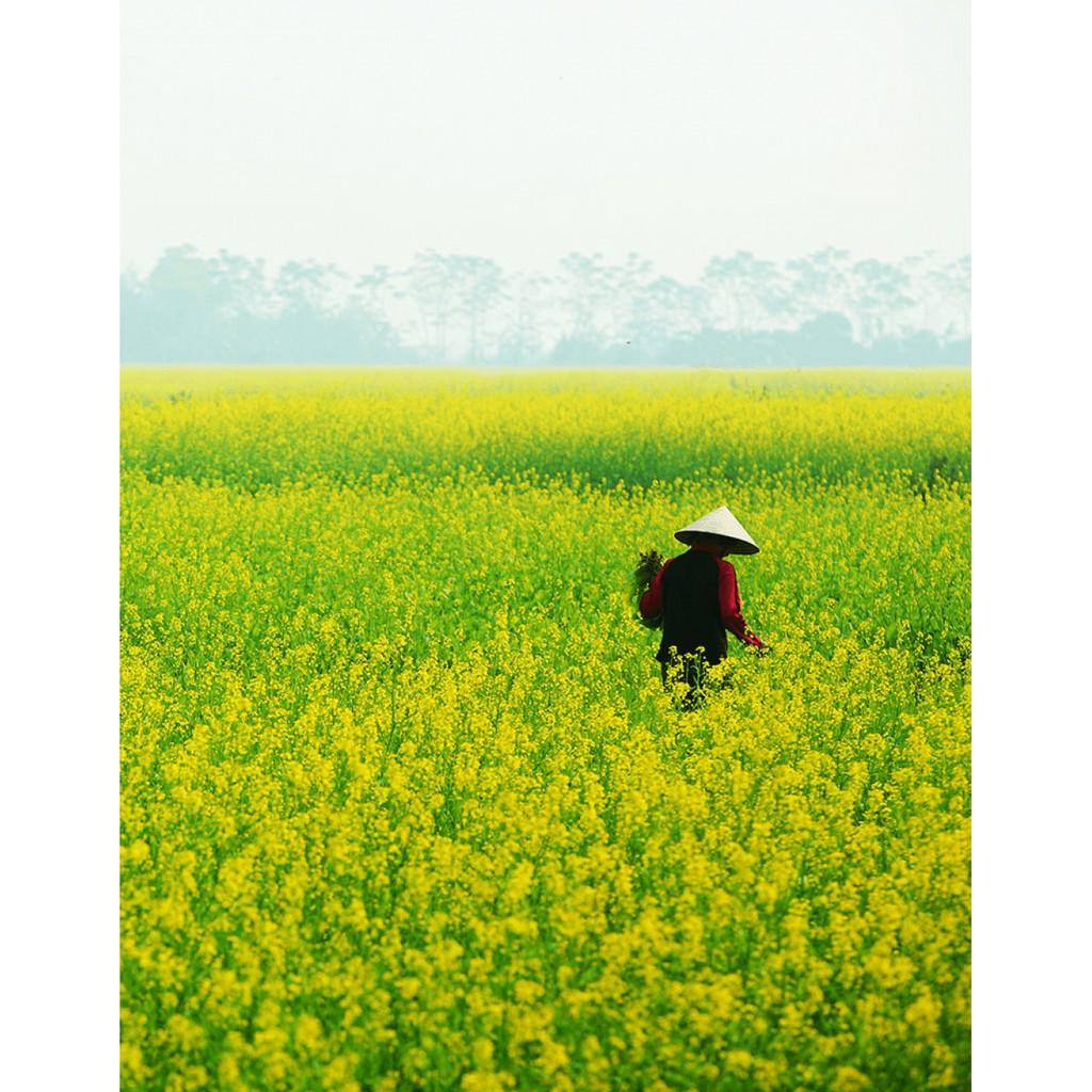 HẠT GIỐNG CẢI BẸ VÀNG CAO SẢN
