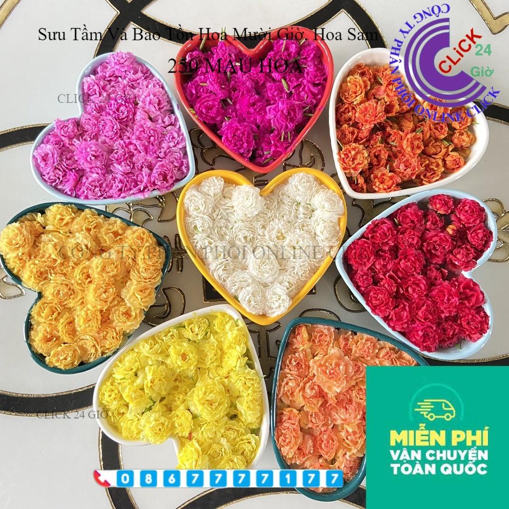 Combo Hoa Mười Giờ Mỹ Thái Kép Sam Đơn Dành Cho Người Sưu Tầm