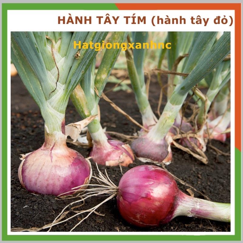 Hạt giống hành tây tím, tỷ lệ này mầm cao, Gói 200 hạt