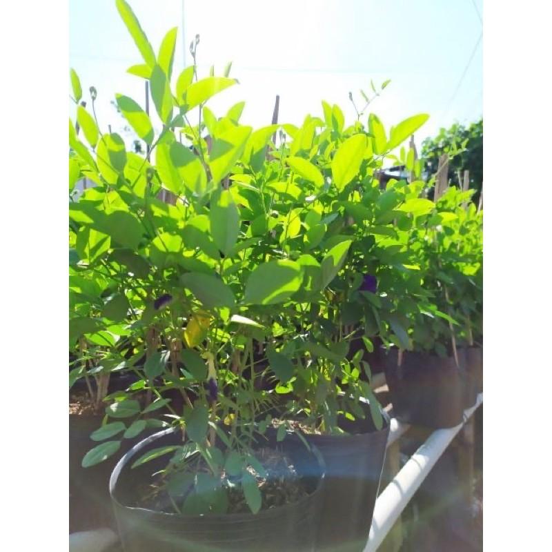 Cây Đậu Biếc