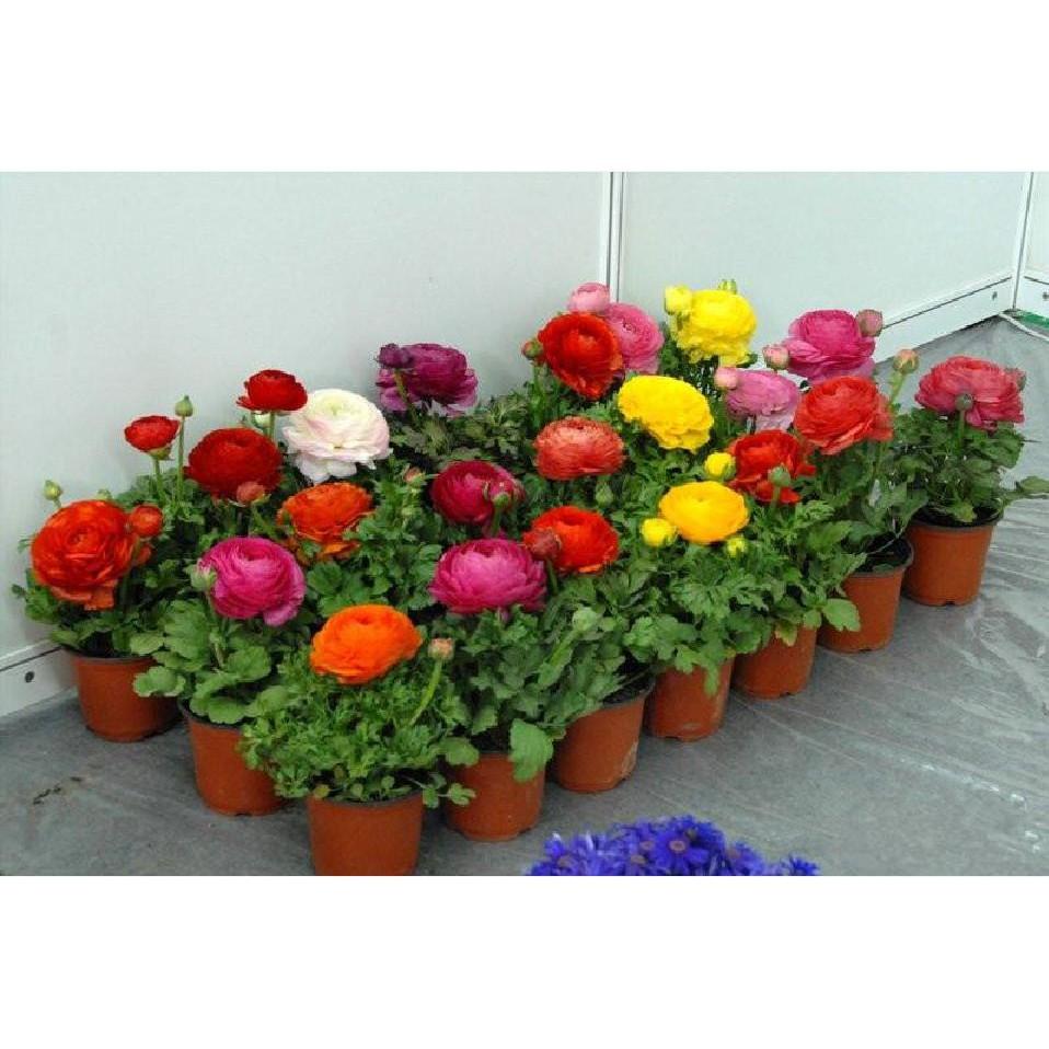 Bộ 6 củ giông hoa mao lương nhiêu màu_ đỏ vàng trắng tím cam hồng_6 viên nén ươm củ