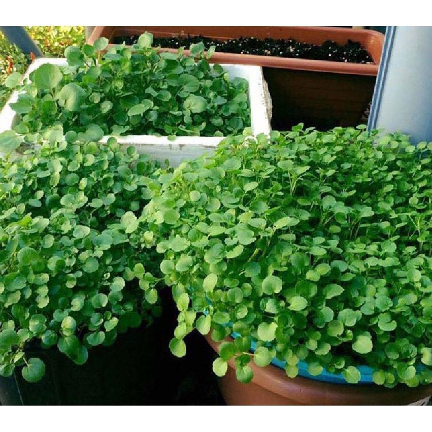 Giống xà lách xoong Mỹ